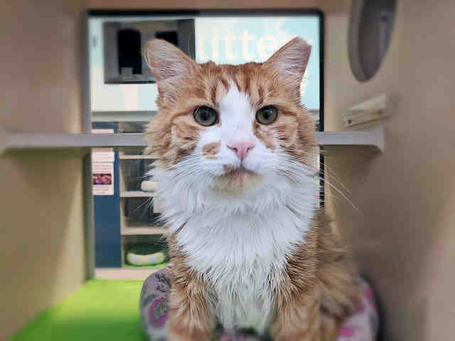 Pet of the Week – Meow