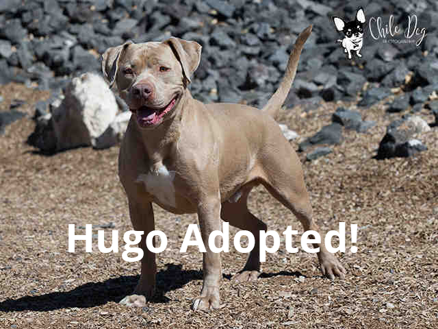 Pet of the Week – Hugo