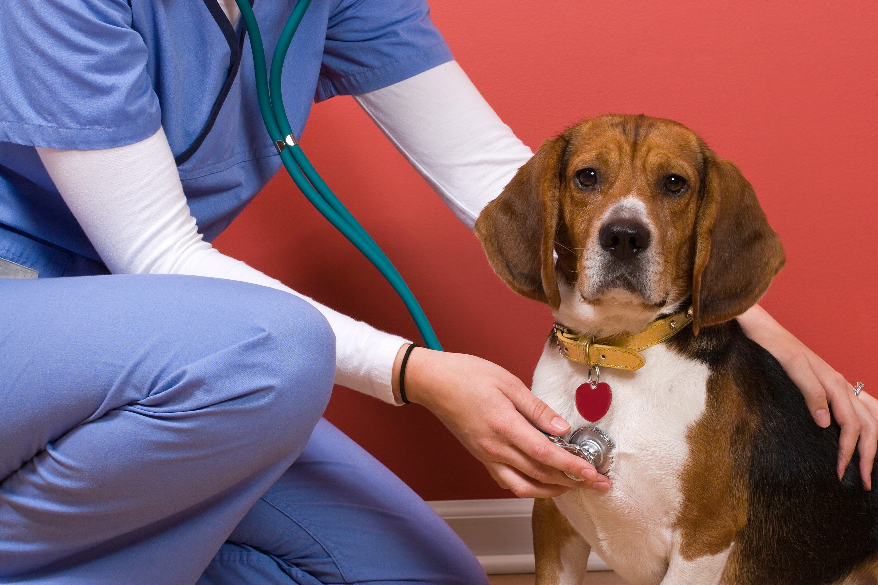 What Is a Wellness Examination, and How Often Should Your Veterinarian Perform One?