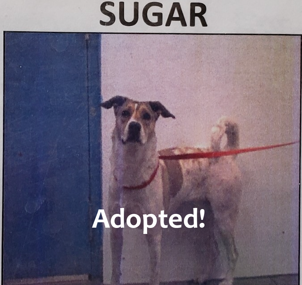 Pet of the Week – Sugar