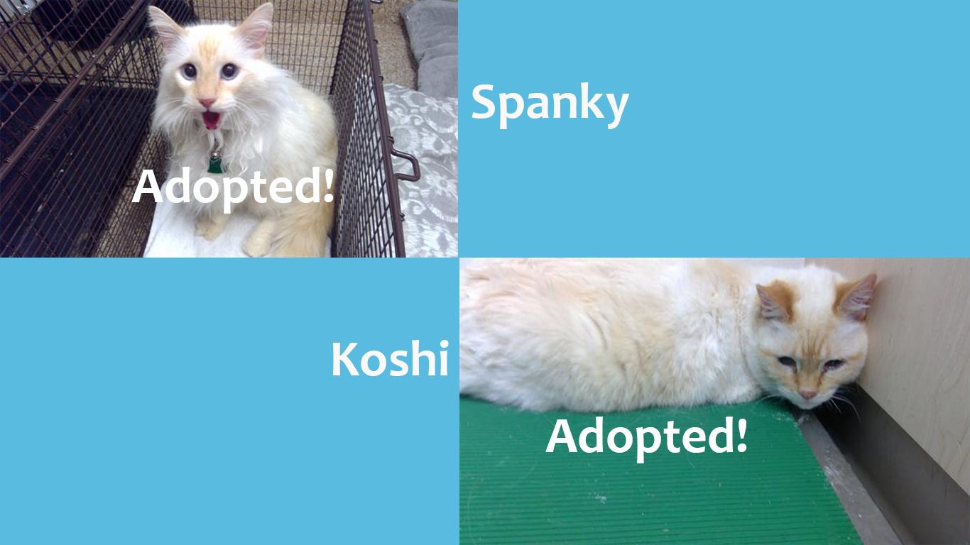 Pets of the Week – Spanky and Koshi