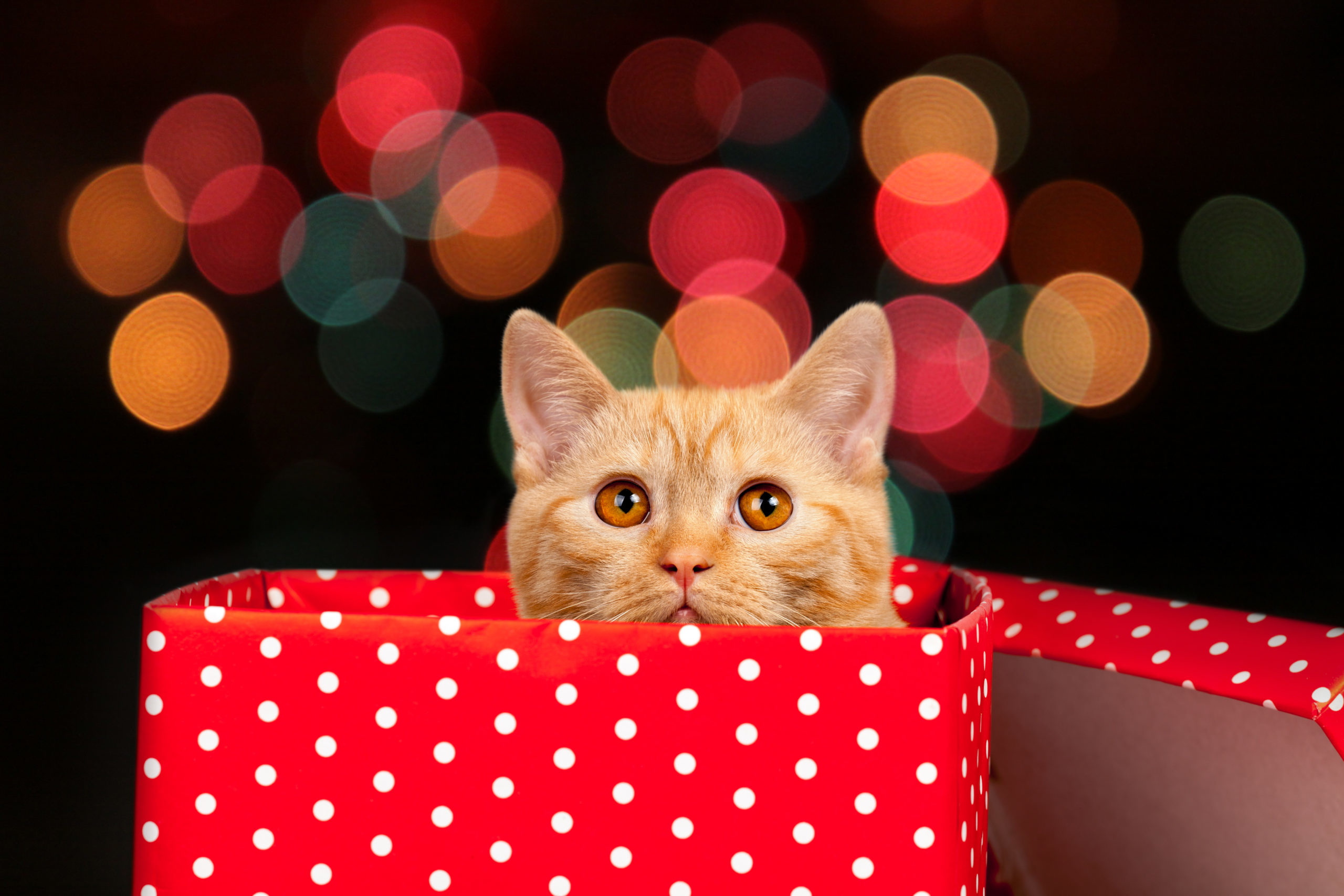 7 Ways to Make the Holidays Safer for Pets