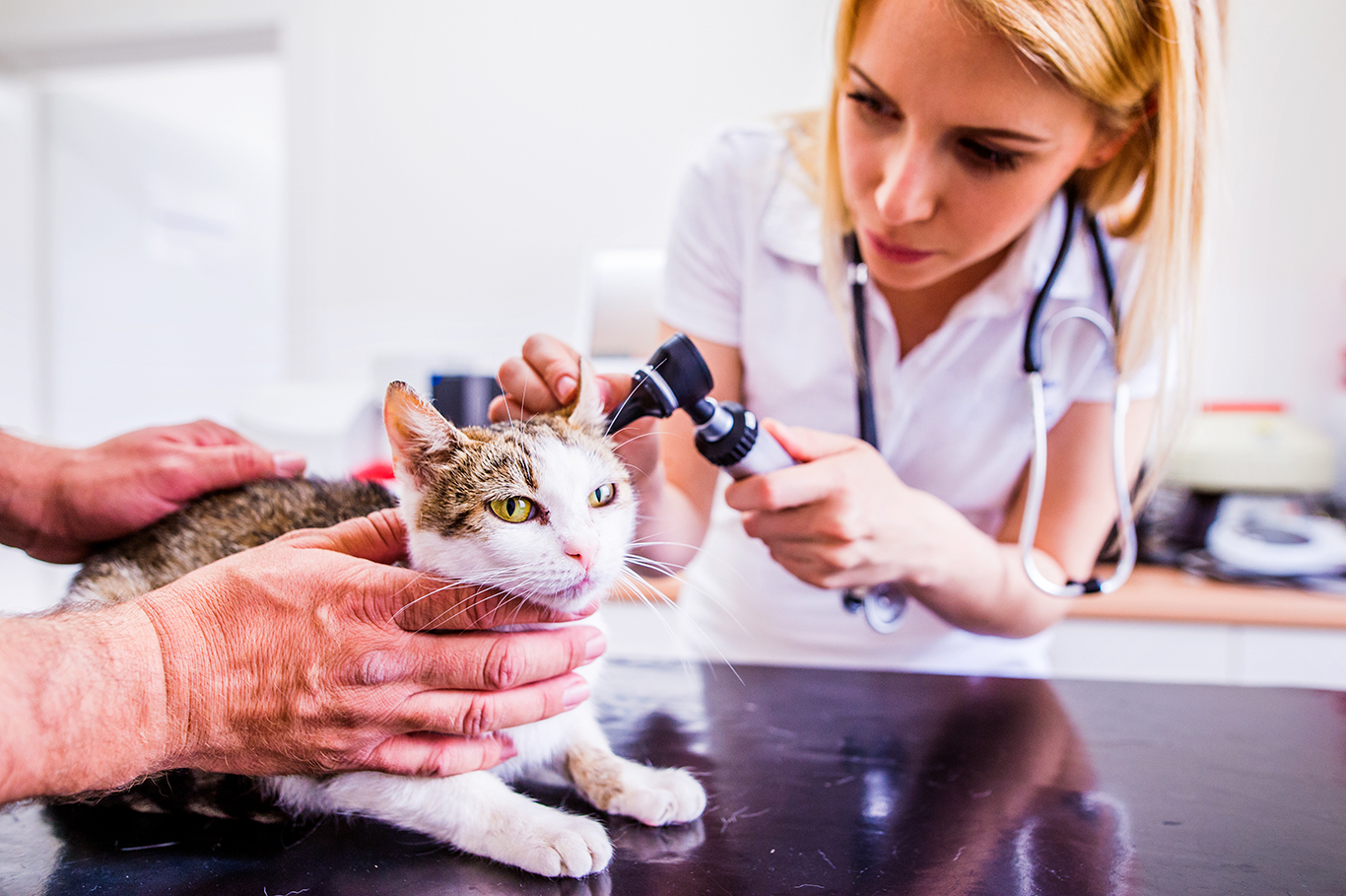 Confirmation of COVID-19 in Two Pet Cats in New York Brings Recommendations from Federal Agencies